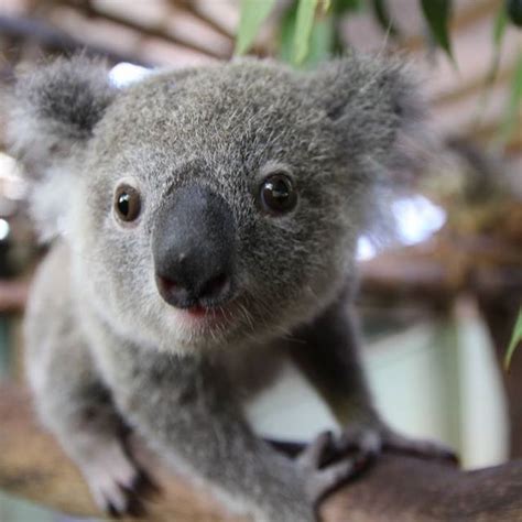Baby Koala Australia Travel Team