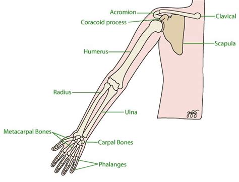 The shoulder must be flexible for the wide range of motion required in the arms and hands and also strong enough to allow for actions such as lifting, pushing and pulling. bones of the arm and hand - Google Search | Arm bones ...