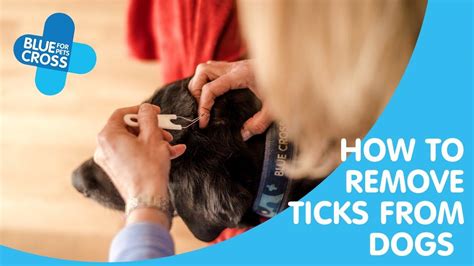 Dogs And Ticks How To Spot And Remove Ticks Blue Cross