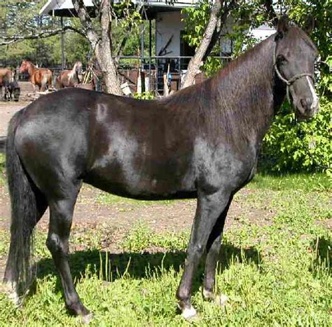 north american single footing horse info origin history pictures