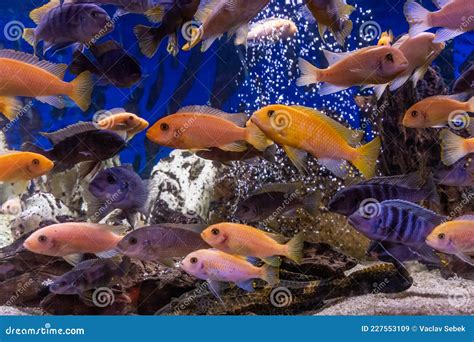 Aquarium With Cichlids Fish From Lake Malawi Stock Image Image Of