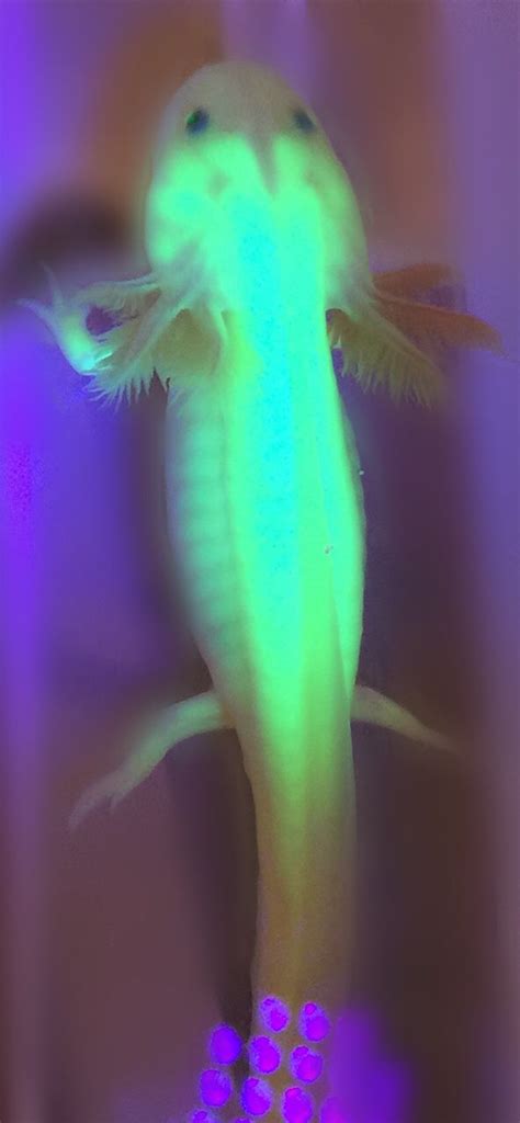 Leucistic Gfp Glow Axolotl Pet Axolotl Cute Axolotl