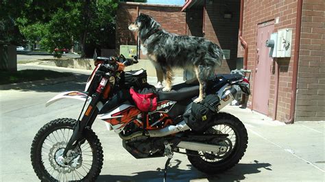 In reflecting on the processes used to get george, my australian cattledog, safely riding my motorcycle i realize that. How my Dog, Deacon, Rides On my Motorcycles KTM 690R ...
