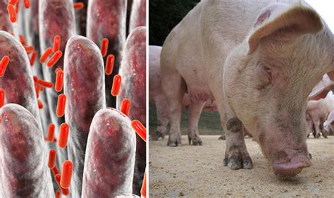 Research Reveals Pig Virus Poses Lethal Threat To Humanity Scientists