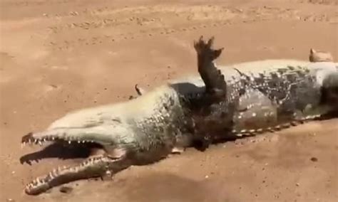 Driver Shocked To Discover The Body Of An Enormous Four Metre Crocodile