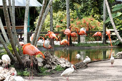 All About Us Flamingo Gardens