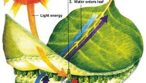 As the sunlight shines, the layers of cells in the leaf of the plant traps the light energy and captured it. How Plants Use Sunlight Energy to Make Food | Garden Guides