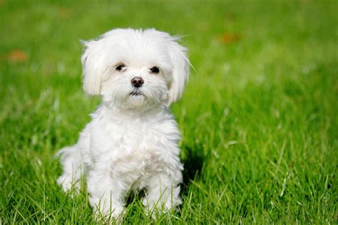 Maltese Dog Breed Information Pictures And More