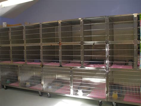 Cat Kennel Animal Shelter Pet Adoption Shelter