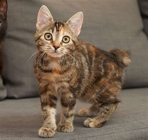 Manx Kitten American Bobtail Cat Cat Breeds Bobtail Cat