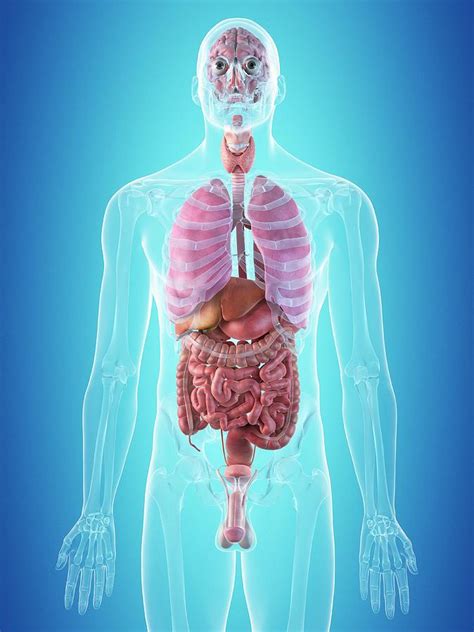Human Internal Organs Photograph By Sciepro Fine Art America