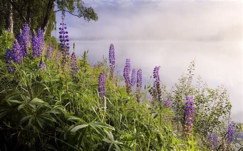 Lake Fog Flowers Nature Landscape Wallpapers Hd Desktop And