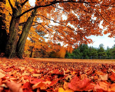 Autumn Season Fallen Leaves Tree Hd Wallpaper Peakpx
