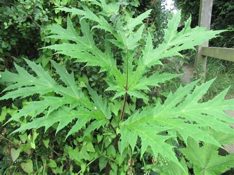 How To Identify Hogweed And Giant Hogweed