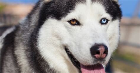 husky siberiano raças de cachorros grandes cachorrogato