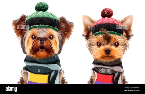 Funny Dogs Wearing Hat And Scarf Stock Photo Alamy