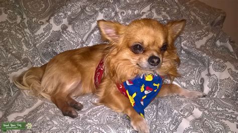 Chihuahua For Stud Stud Dog In Scotland The United States Breed
