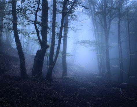 Scary Forest In Fog In Autumn Containing Forest Tree And Fog Nature