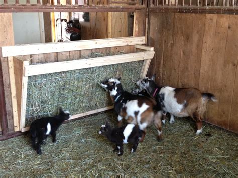 Goat Hay Feeder Feeding Nigerian Dwarf Goats Serendipity Wendy Flickr