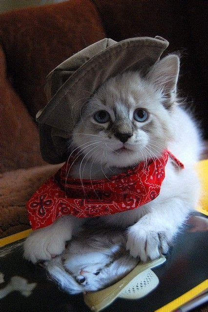 Cute Cowboy Cute Funny Cat Kitten Pictures Videos Cute Cats Dogs