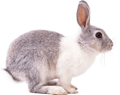 white gray rabbit sideview PNG Image | Rabbit png, Rabbit ...