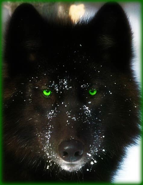 Digital art graphic design, white wolf, wolf illustration, white, 3d black and red dog with green eyes, dog black wolf sokka drawing red wolf, wolf avatar, animals, carnivoran, dog like mammal png. Ragwyn MacHeath | Wolves of the beyond Wiki | Fandom