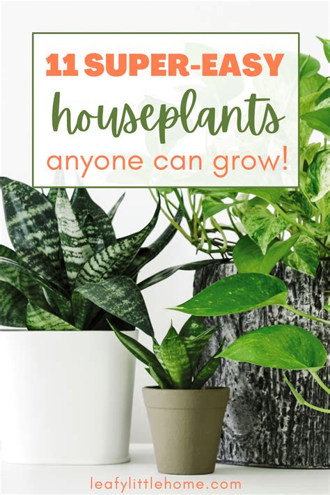 11 Easy Houseplants For Beginners