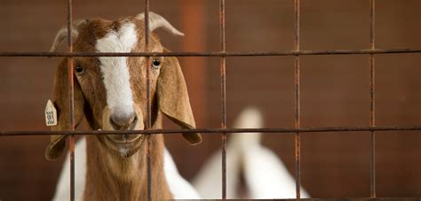 Veterinary Viewpoints The Basics Of Goat Care Oklahoma State University
