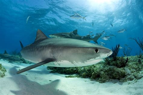 Tiger Sharks Feast On Songbirds Yes Songbirds Cool Green Science