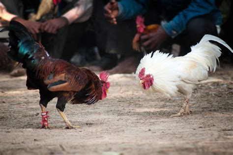Rooster Kills Its Owner With Slash To The Groin At Cockfight National