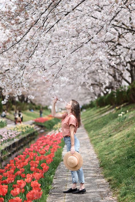 Cherry Blossom Season In Japan Yokohama