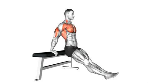 Bench Dips Muscles Worked