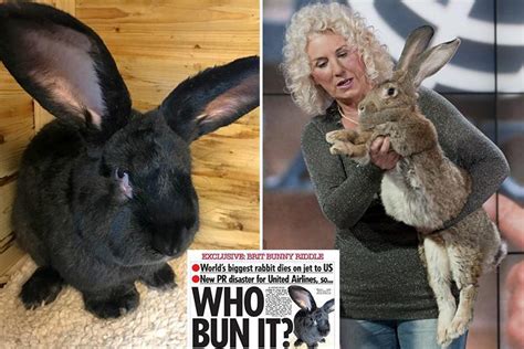 Giant Bunny Breeder Wins Five Figure Compensation From United Airlines