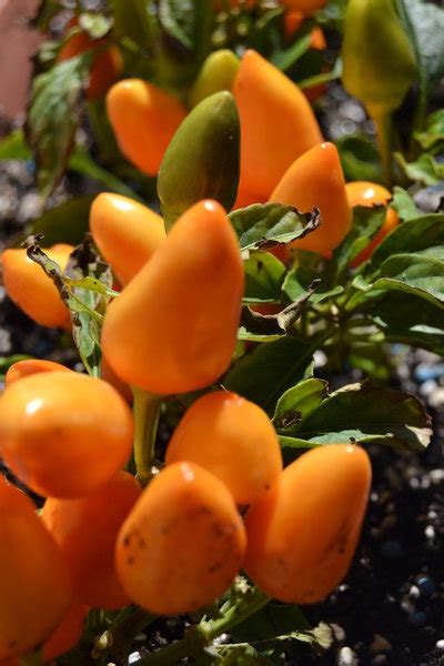 Semillas De Chile Salsa Naranja Capsicum Annuum Spicegarden