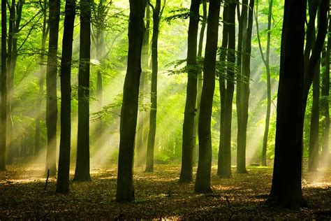 Los 10 Mejores Bosques Del Mundo Para Visitar