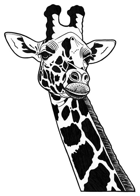 Giraffe Ink Illustration Drawing By Loren Dowding Pixels