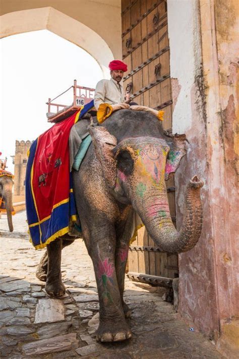 Snake Charming And Elephant Riding In Jaipur India Earth Trekkers