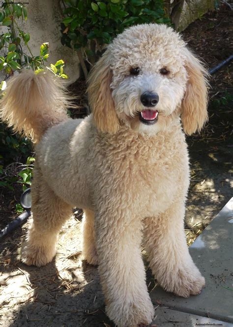 Once adoption is finalized, the dog will move to the drr alumni page. Goldendoodle - Puppies, Rescue, Pictures, Information ...
