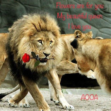 Romantic Lion And Lioness Love Quotes Ladegsworld