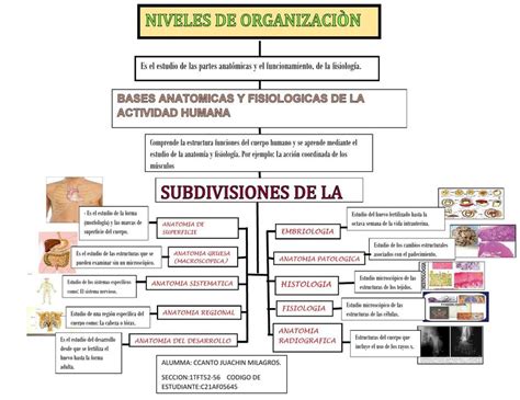 Carlos Daniel Tare De Anatomia Fisiologia Y Niveles De Organizacion The Best Porn Website