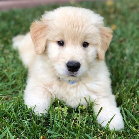A Puppy Sitting In The Grass Looking At The Camera