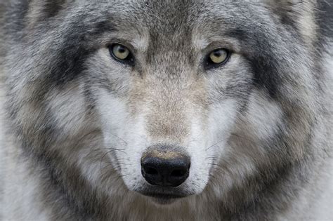 Gray Wolf Face Blue Eyes