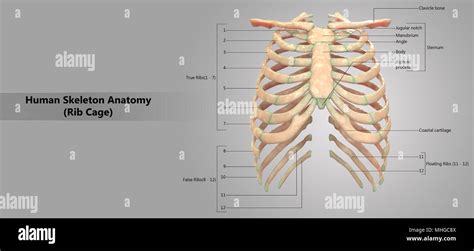 Human Skeleton System Rib Cage With Label Design Anatomy Anterior View