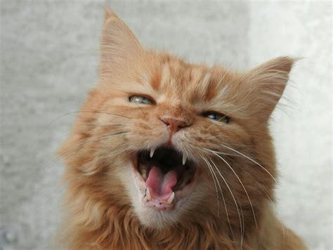 Vocalizations In Cats Cat Tales