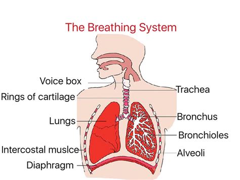 Topic The Breathing System Showme Online Learning
