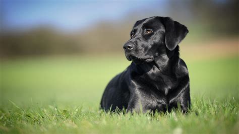 Animal Labrador Retriever 4k Ultra Hd Wallpaper By Uwe Kast