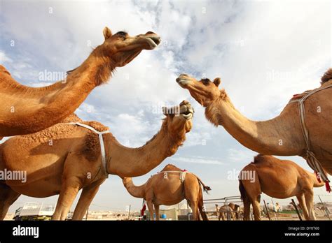 Al Wathba Camel Racing Track Camels Desert Abu Dhabi United Arab