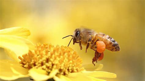 Honey Bee Pollinating Flower Yellow Wallpapers Hd Desktop And