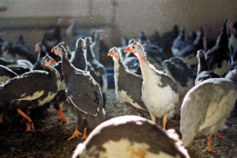 Raising Guinea Fowl On Your Farm Grit Rural American Know How