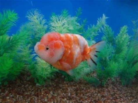 Fish cheeks by amy tan from seventeen magazine. 17 Best images about Fancy Freshwater Fish on Pinterest | Betta, Mendoza and Aquarium fish